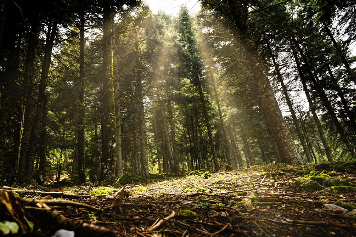 Beautiful forest landscape with sunbeams streaming through trees, capturing nature's serene beauty.