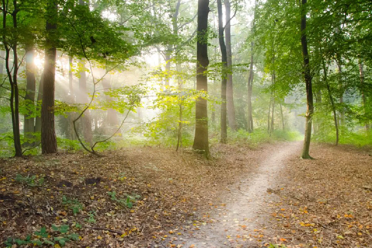 A serene forest scene with a sunlit pathway and lush trees, captured in natural daylight.