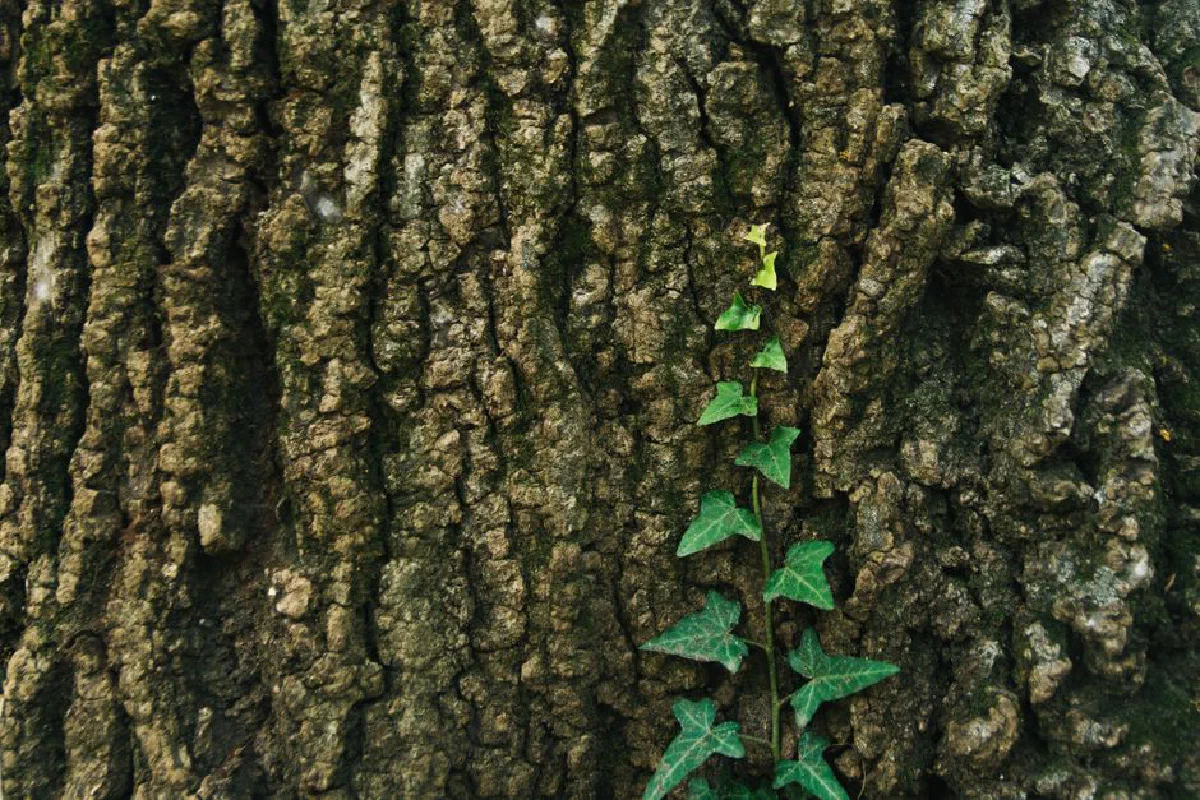 Green ivy leaves climbing the rough bark of a large tree trunk, highlighting natural texture.