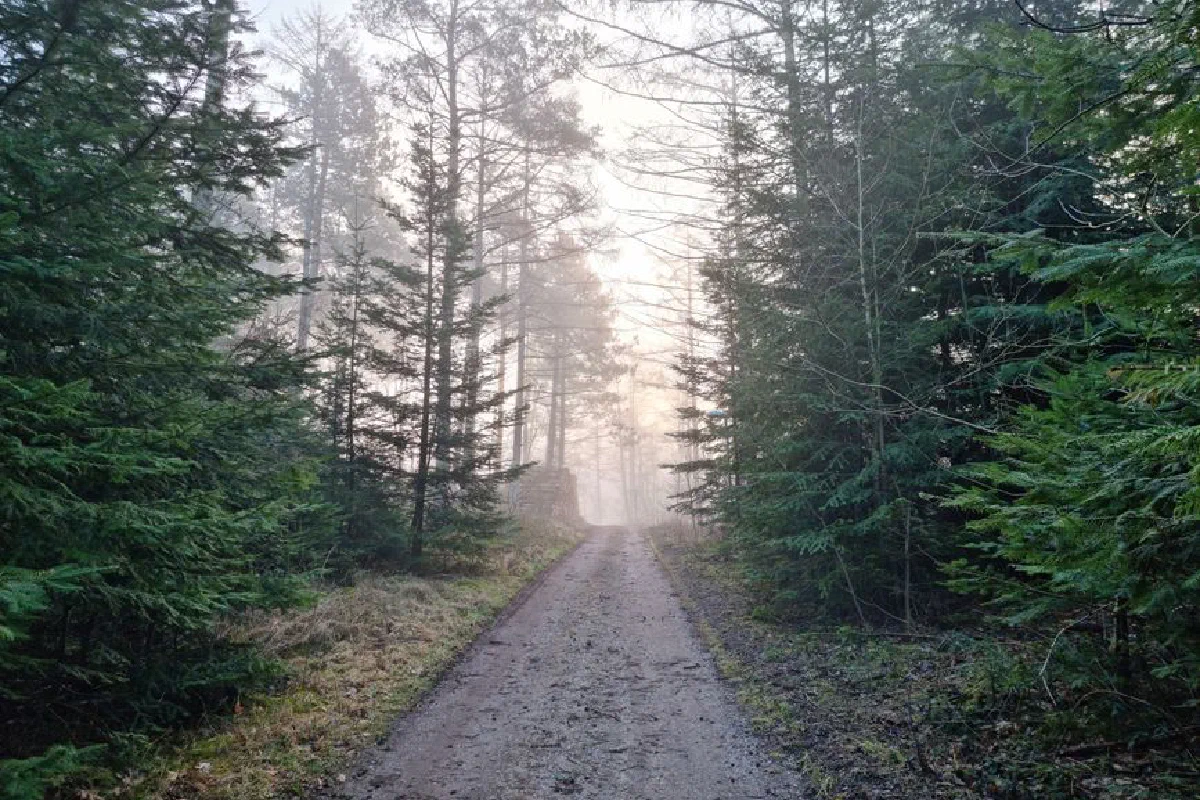 Serene and misty forest pathway surrounded by lush green trees, evoking tranquility.