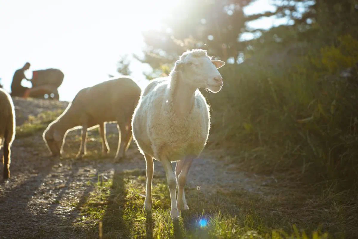 Sheep grazing on a sunny hillside in Dibër County, Albania, with a farmer in the distance.
