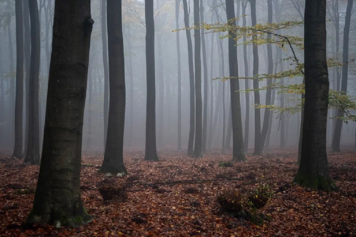 Explore a tranquil misty forest in autumn with tall trees surrounded by dense fog and fallen leaves.