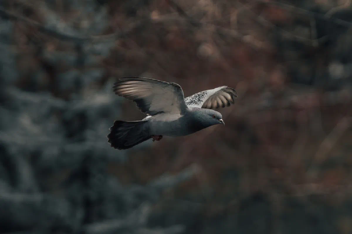 A pigeon gracefully flying with a blurred natural background, showcasing elegant wing spread.