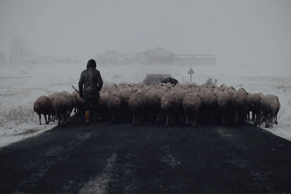 A shepherd guides a flock of sheep through a wintry landscape during a snowstorm.