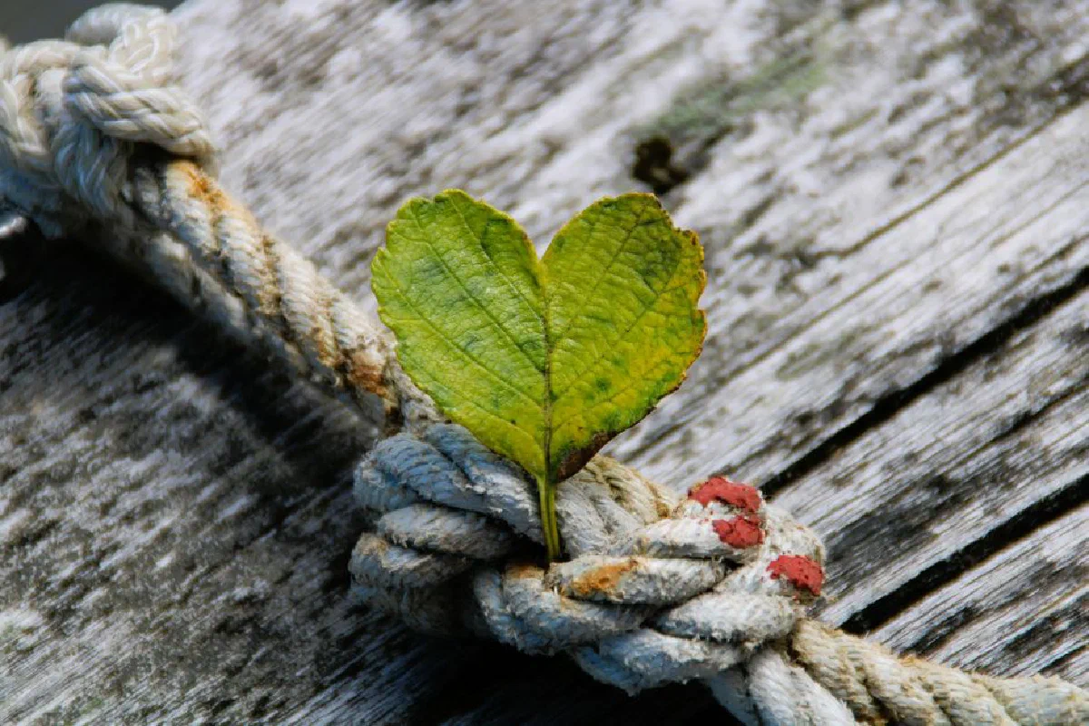 Close-up of a heart-shaped leaf on a weathered rope and wood surface, symbolizing nature's resilience.