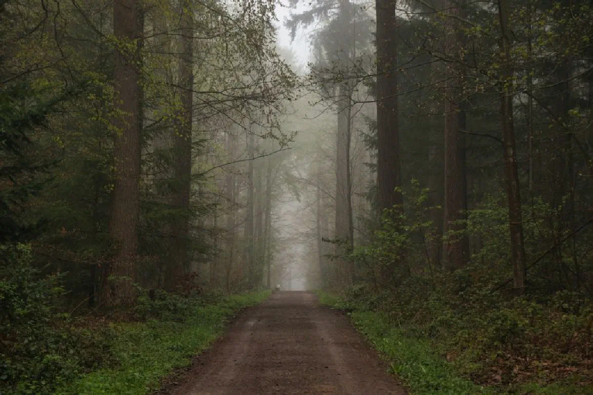 A serene misty forest path surrounded by tall trees and lush greenery in early spring.