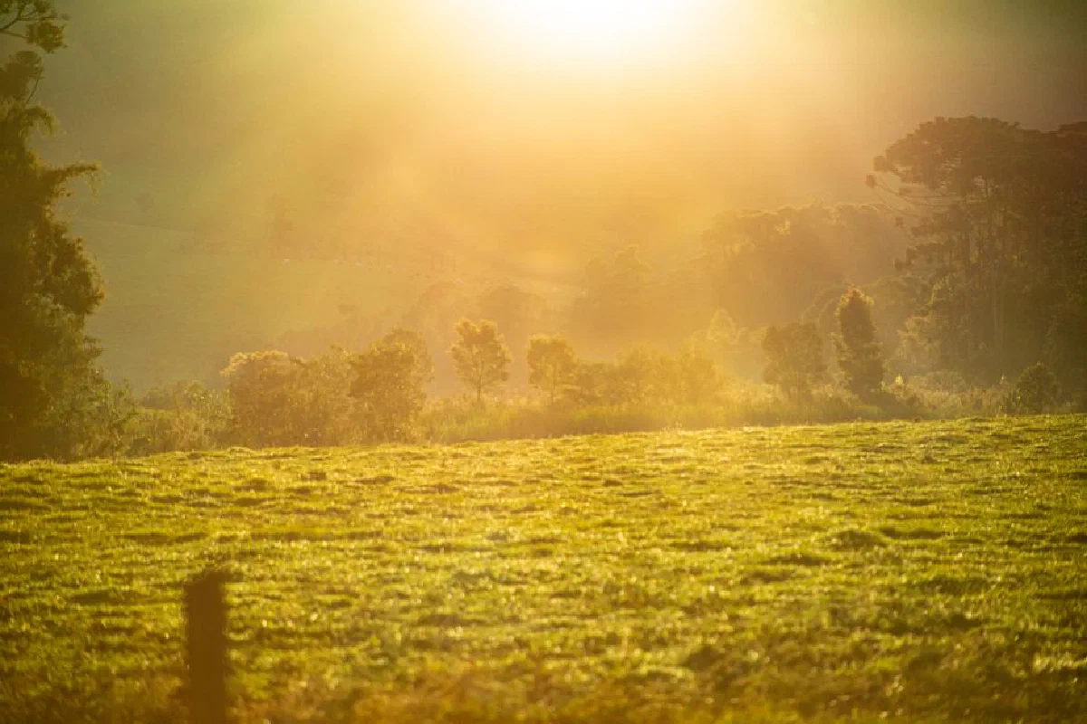 Captivating sunrise over a misty countryside landscape with lush greenery and fog.
