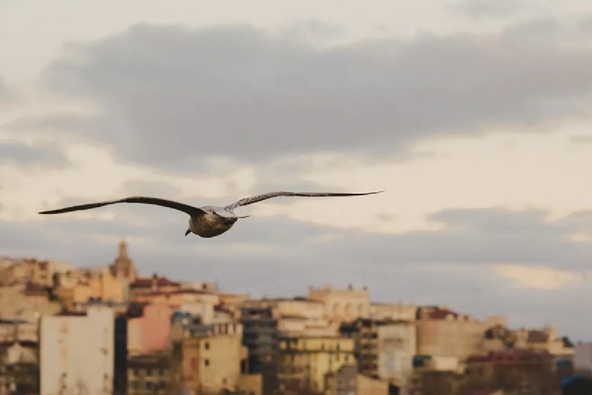 A seagull gracefully flying over the historic skyline of Istanbul, Turkey during sunset.