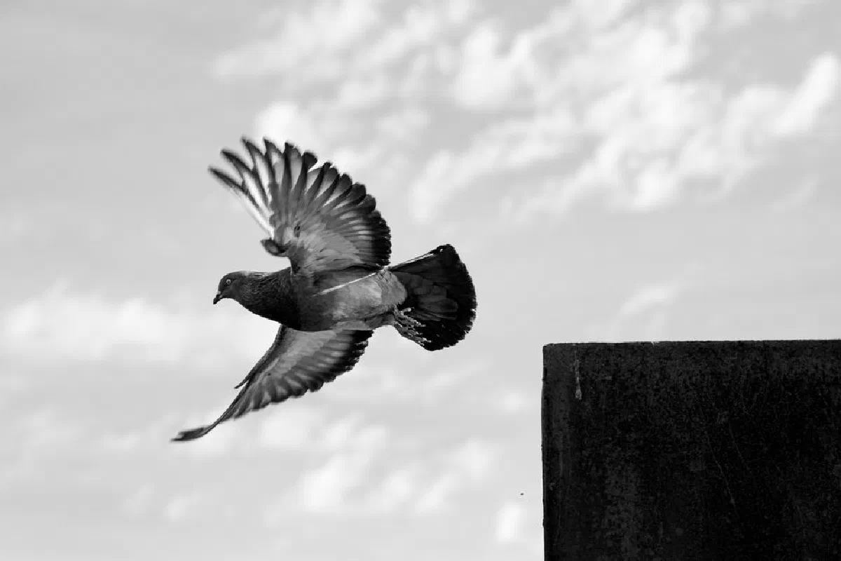 Black and white photo of a pigeon mid-flight with a clear sky background.