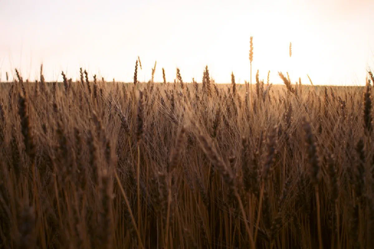 A serene view of a wheat field glowing in the warm sunset light.