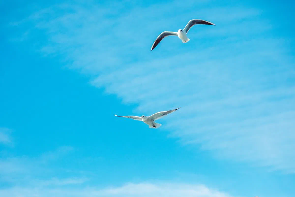 Two seagulls gracefully flying against a backdrop of a vibrant blue sky.