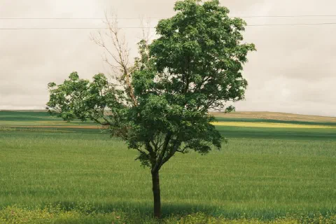 A solitary tree stands in a vast green field under a cloudy sky, depicting nature's serenity.