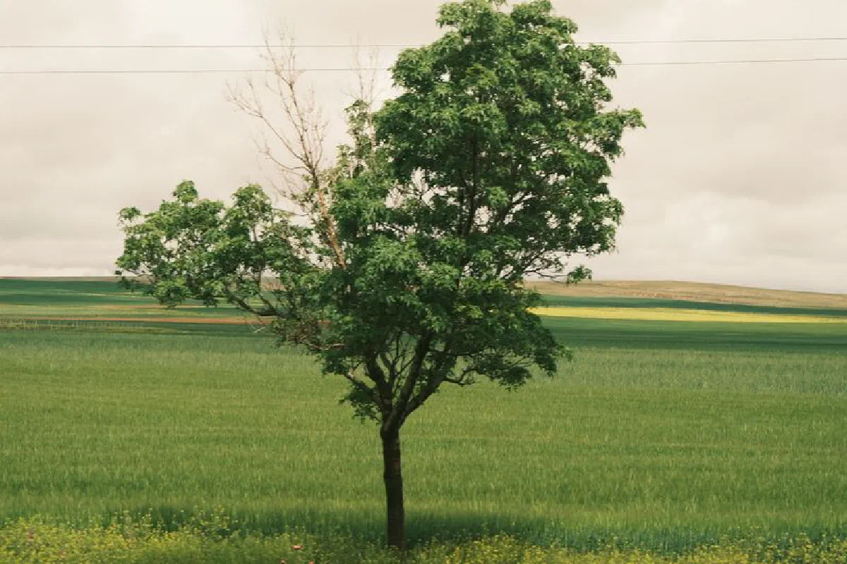 A solitary tree stands in a vast green field under a cloudy sky, depicting nature's serenity.