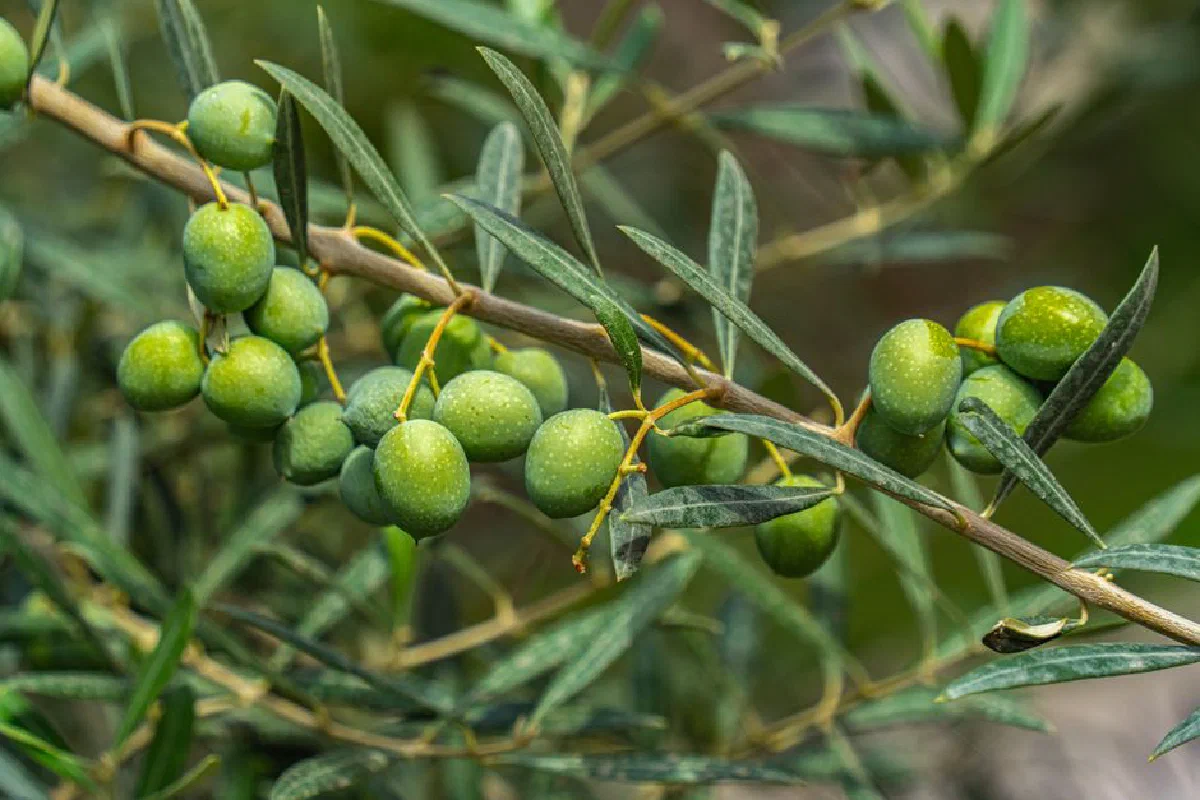Detailed view of green olives growing on a branch in Elche, Spain.