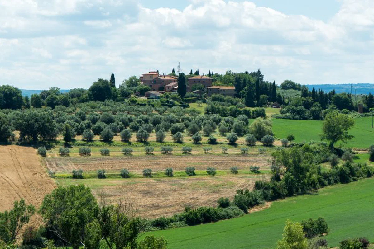 Captivating landscape of olive groves and fields in Castiglione del Lago, Umbria, Italy.