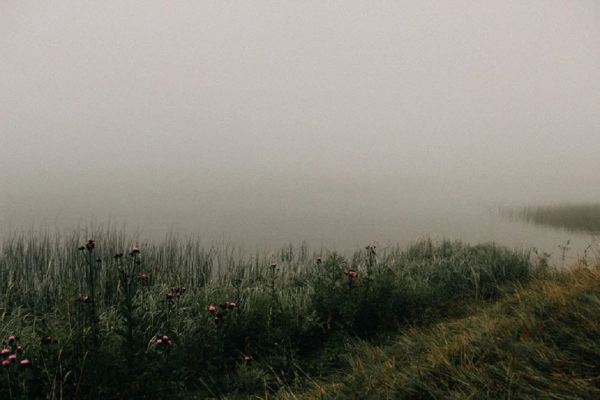 A tranquil foggy lakeside scene with wildflowers and dense grass during the day, evoking calmness.