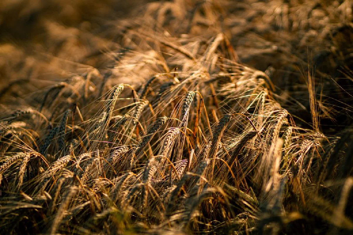 Close-up of golden wheat stalks swaying in the warm glow of sunset.