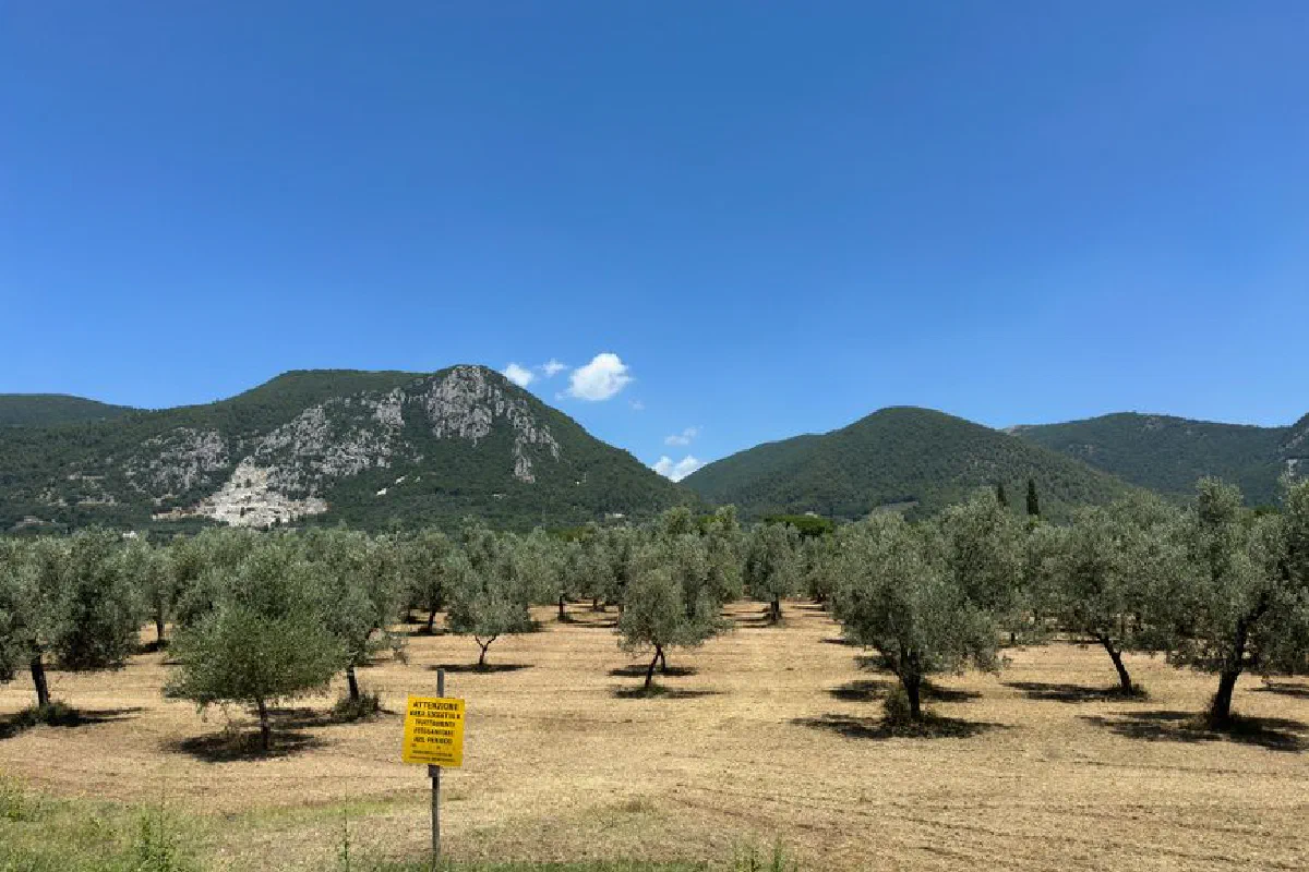 Stunning view of an olive grove against Umbria's rolling hills under a clear blue sky.