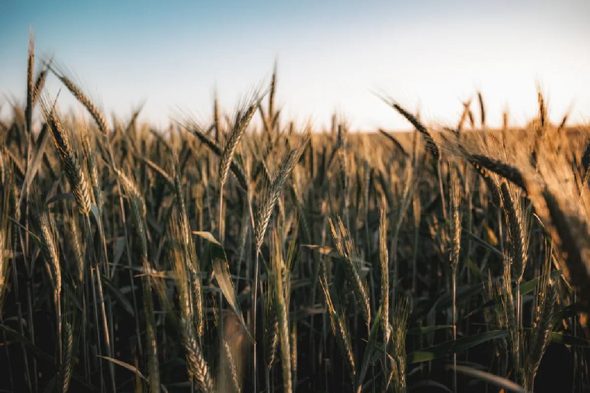 Sun-dappled wheat field under a serene evening sky symbolizing peace and abundance.