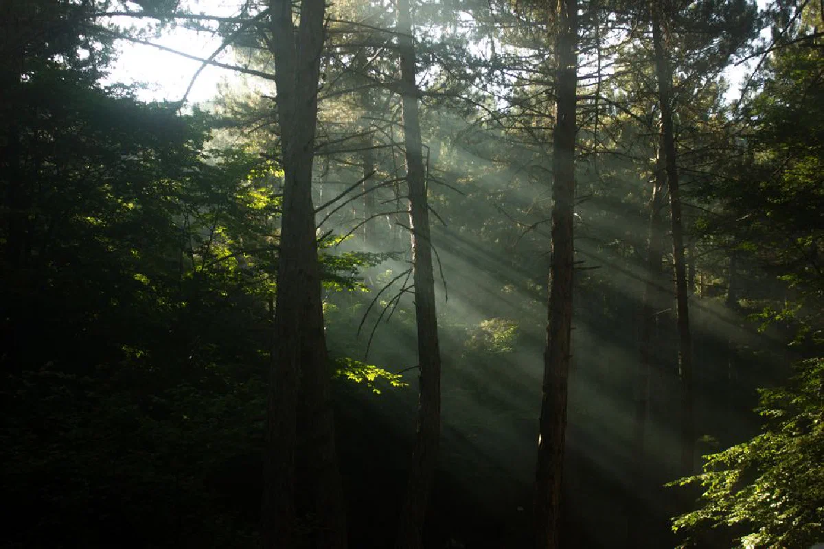A serene view of sunbeams filtering through a dense green forest, creating a peaceful natural scene.