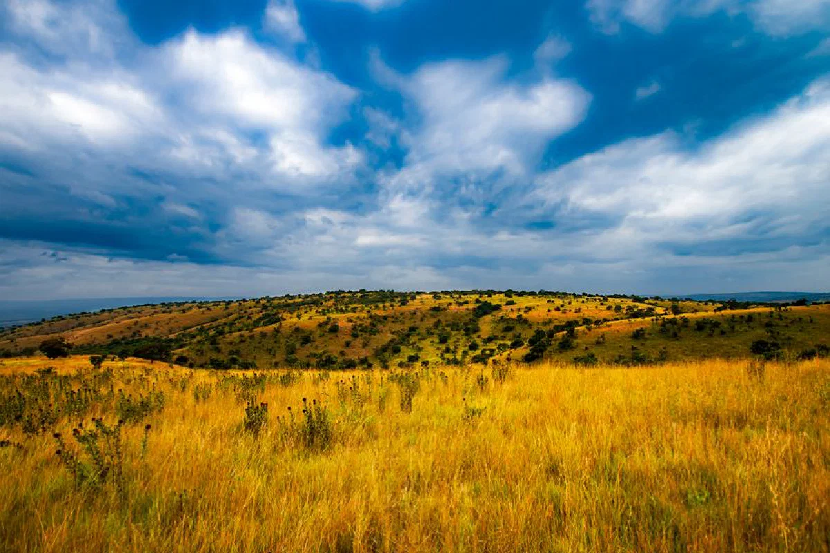 Lush grasslands in Kilimanjaro Region, Tanzania, with dramatic clouds above, showcasing natural beauty.