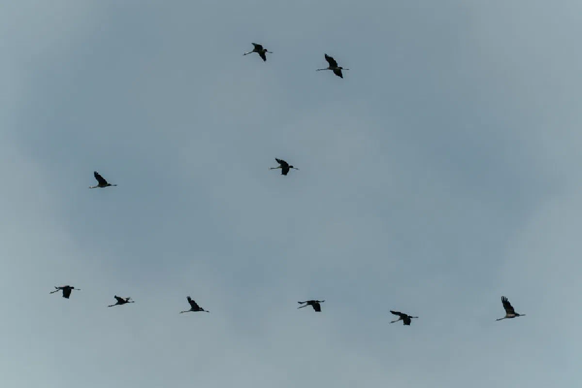 A view of several birds flying in formation under a cloudy sky, showcasing migration in nature.