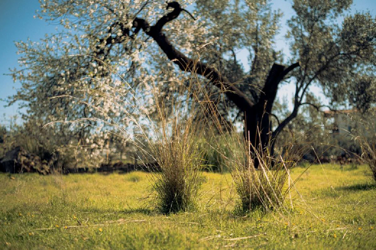 Olive tree in full spring bloom in a sunlit meadow, surrounded by lush grass.