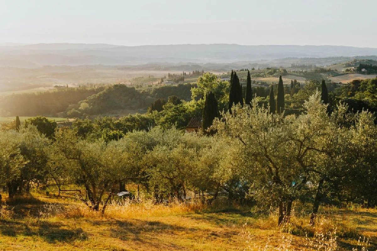 Explore the serene beauty of Tuscany with sunlit cypress hills and lush olive groves.