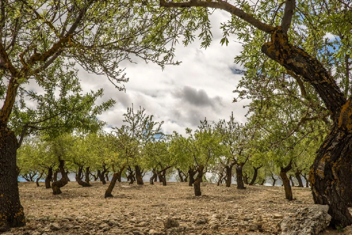 A tranquil olive grove with lush green trees beneath an overcast sky, creating a serene natural landscape.