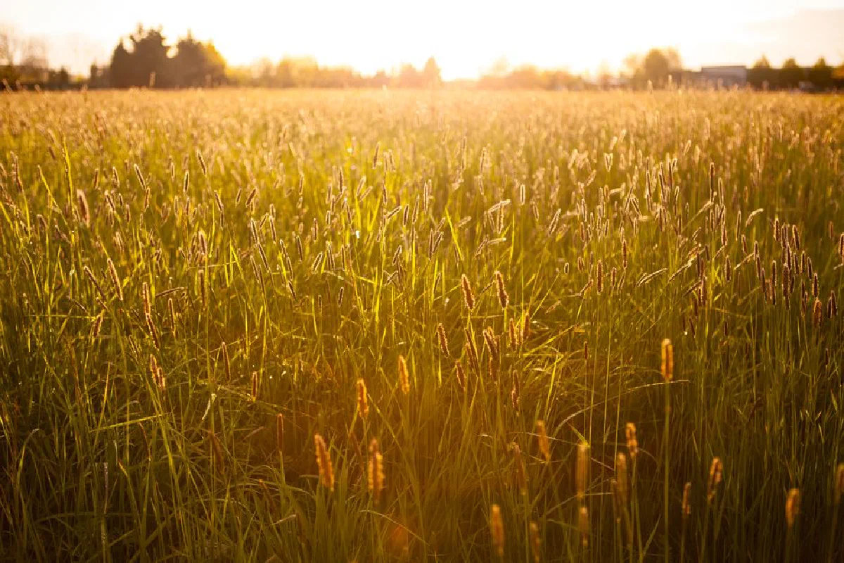 Sunlit wheat field with golden tones during sunset, capturing rural serenity and natural beauty.