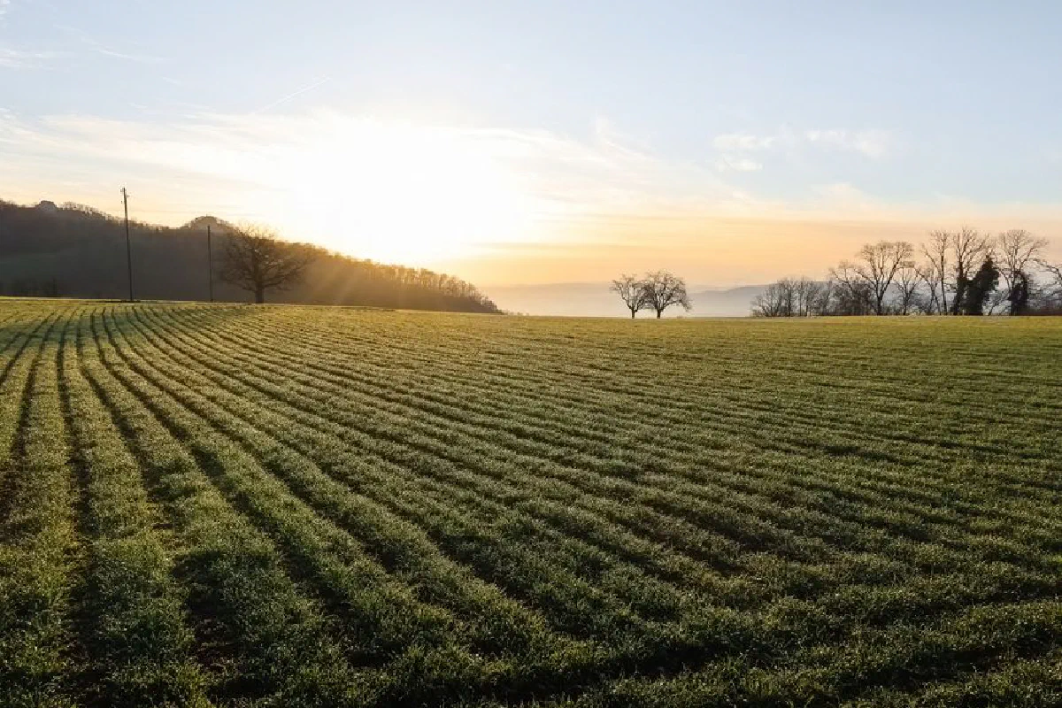 A peaceful rural field with sunrise casting warm light over the landscape, highlighting the green crops.