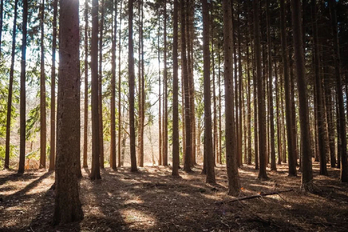 Sunlight streaming through a tranquil and dense forest of tall pine trees.