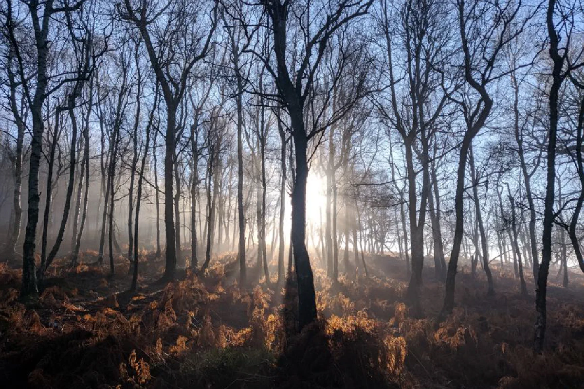 Sunrise through misty forest trees with sunlight streaming beautifully.
