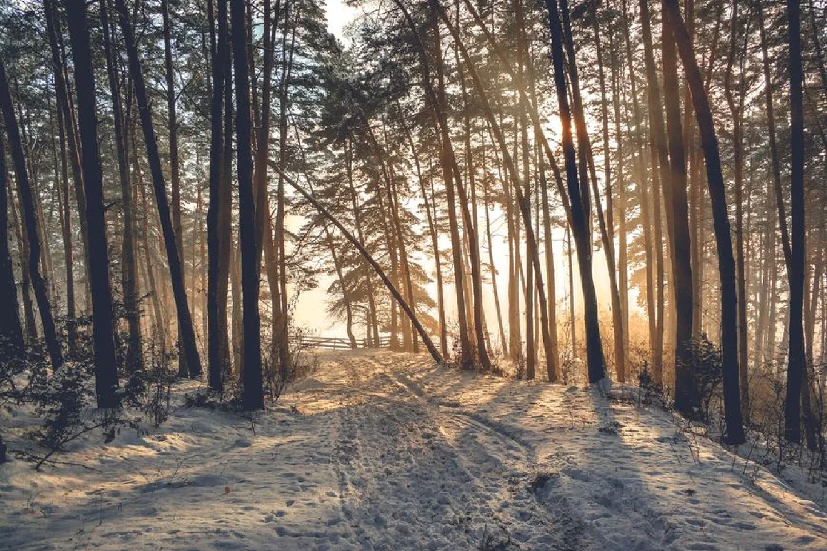 Captured in soft sunlight, a tranquil winter forest with snow-covered paths and towering trees.