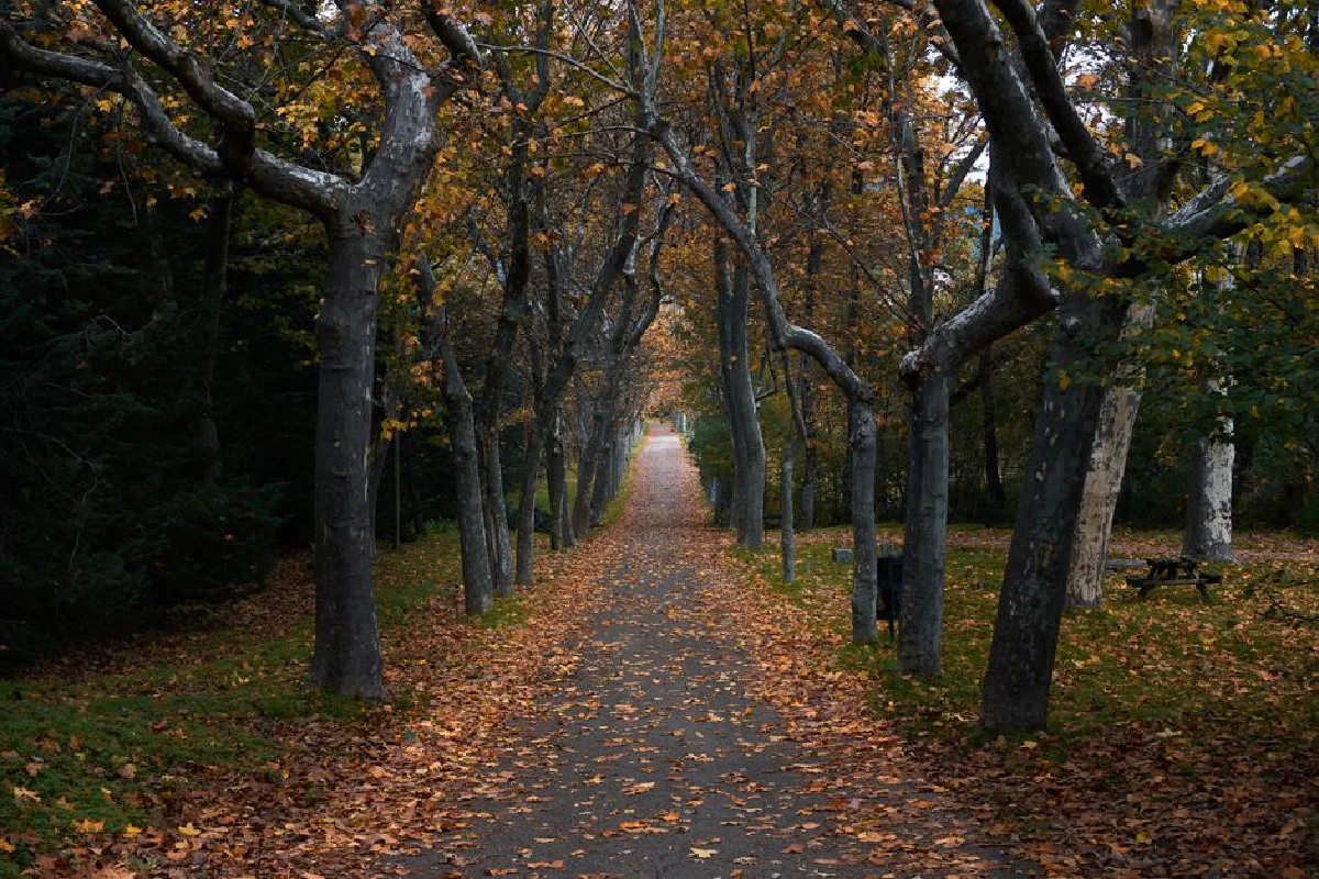 Beautiful autumn pathway with fallen leaves and bare tree branches.