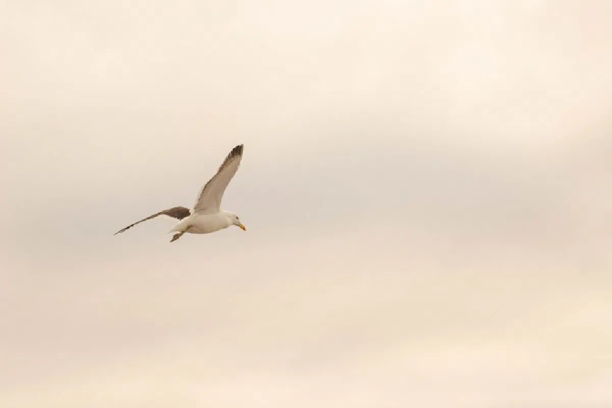A seagull gliding through the calm and muted sky, captured in flight.