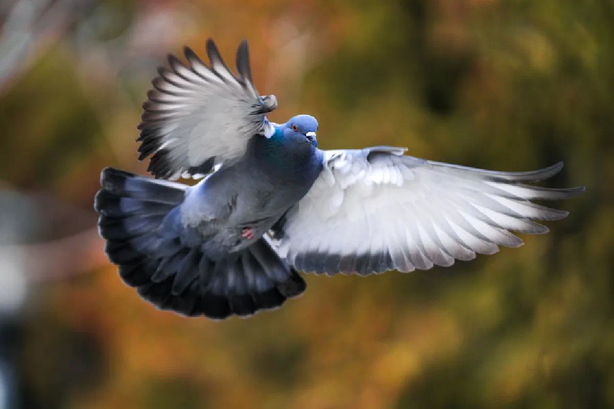 Dramatic photo of a rock pigeon (Columba livia) in elegant flight with blurred autumn backdrop, showcasing grace and movement.