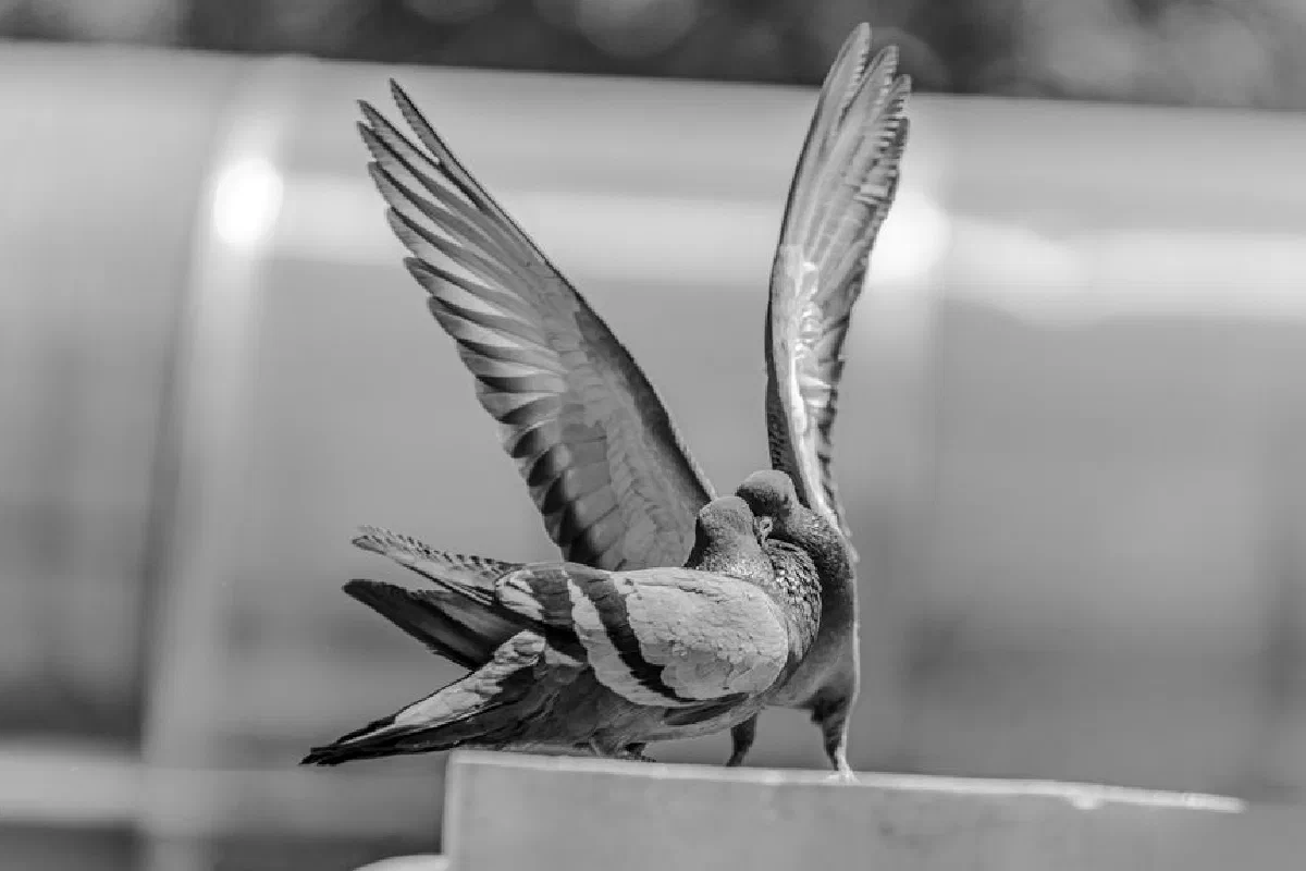 Monochrome photo of two pigeons interlocking in flight in Kayseri, Türkiye.