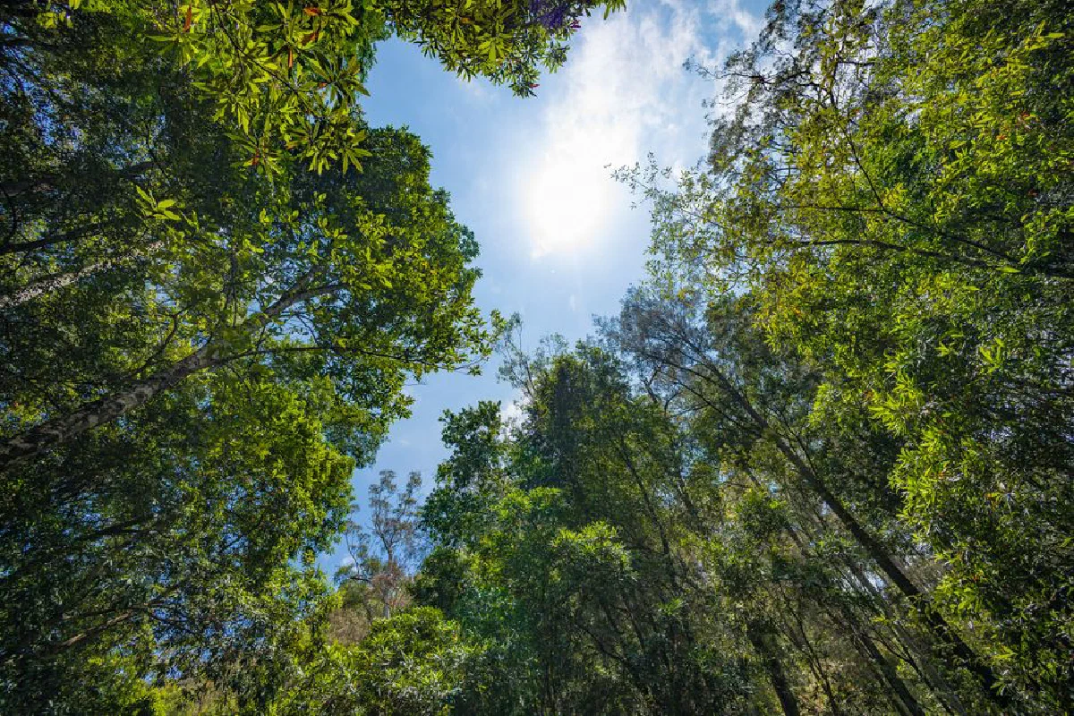 A breathtaking view of tall trees in a dense forest with bright sunlight filtering through the foliage.