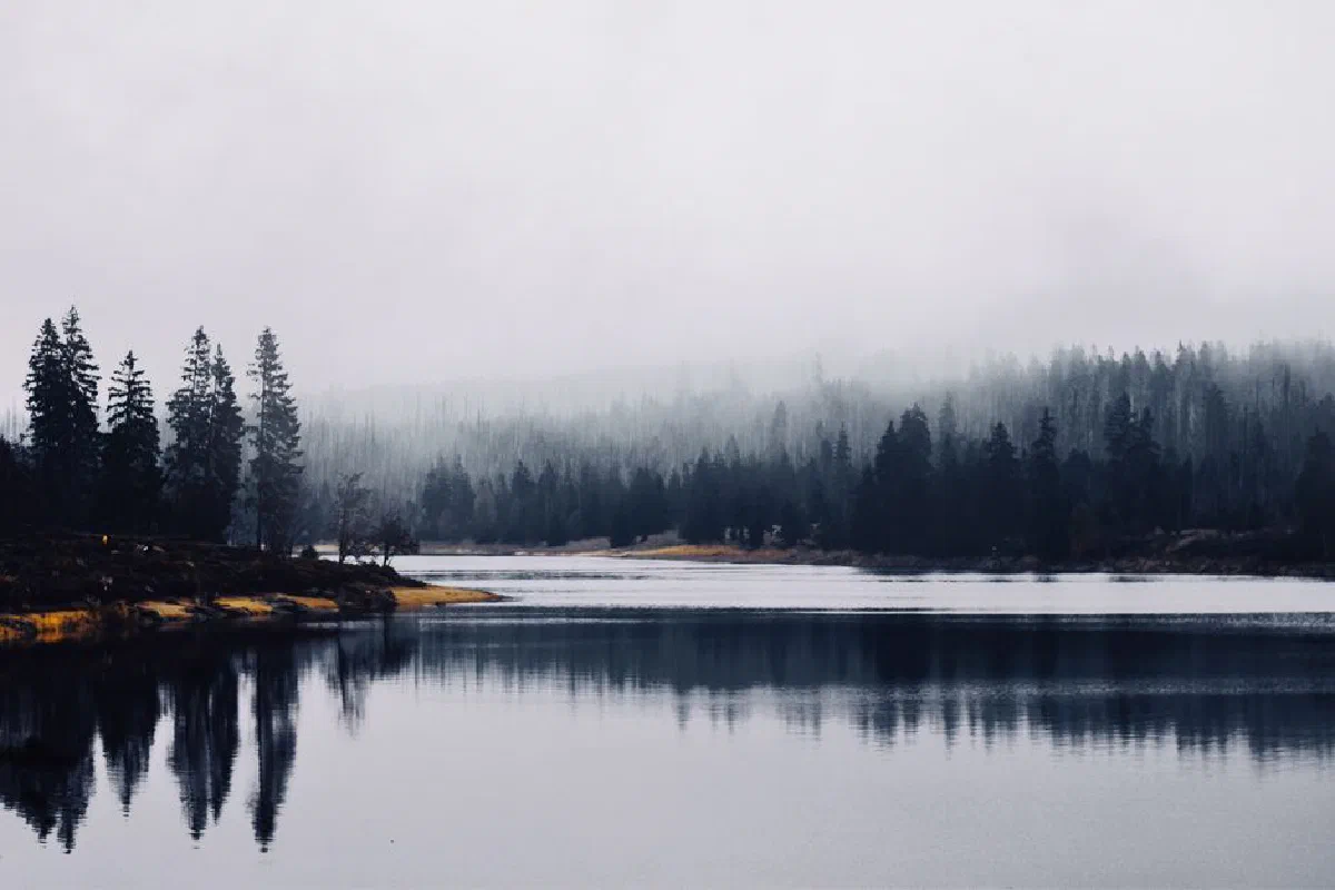 Serene image of a misty lake reflecting a fog-covered forest, creating a tranquil natural scene.