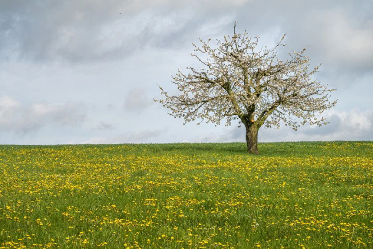 Lone tree blossoming in a vibrant meadow filled with yellow dandelions under a cloudy sky.