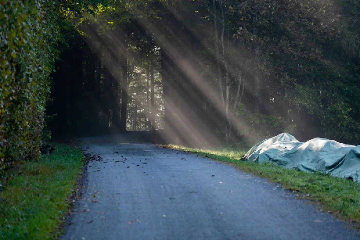 Peaceful forest path illuminated by rays of sunlight breaking through the trees.