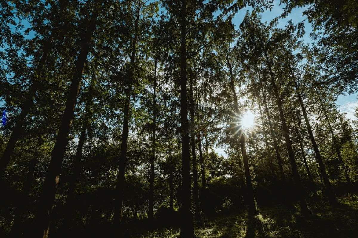 Captivating forest scene with sun rays streaming through tall trees, creating a serene and natural atmosphere.
