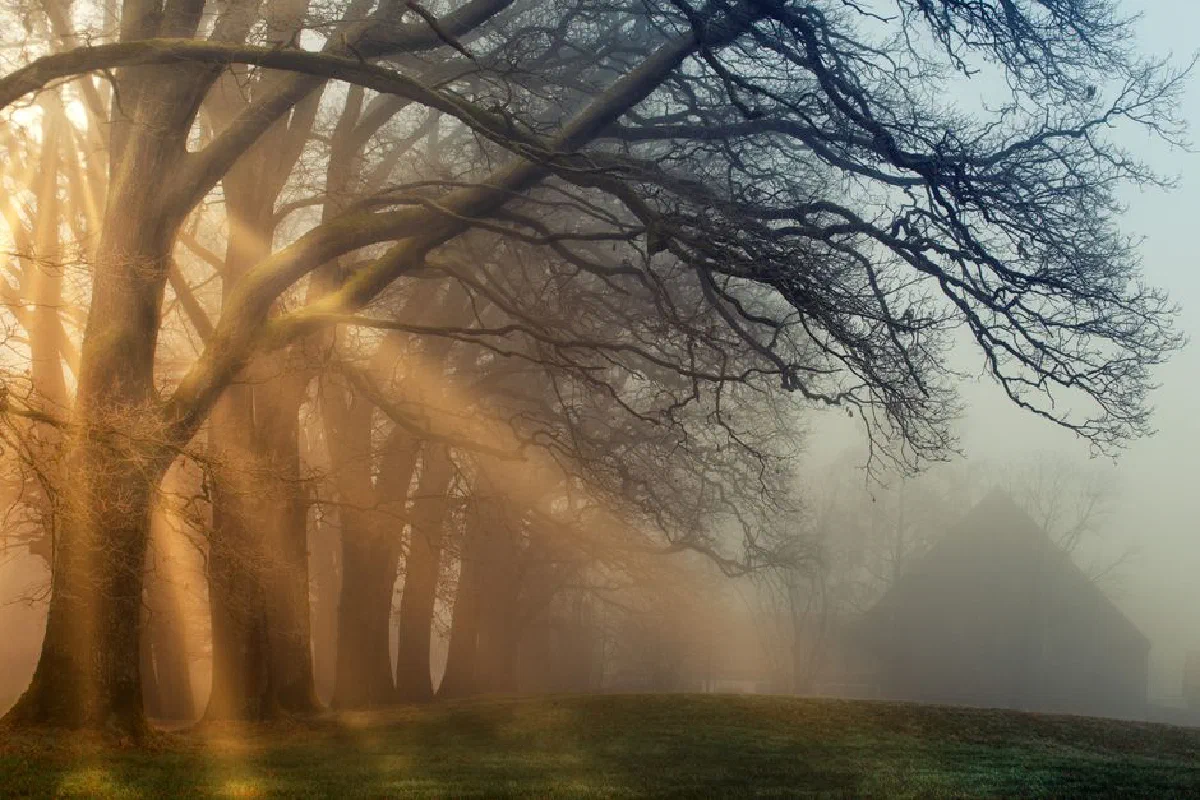 A tranquil autumn scene featuring sunlit trees and mist over a grassy field, exuding calmness.