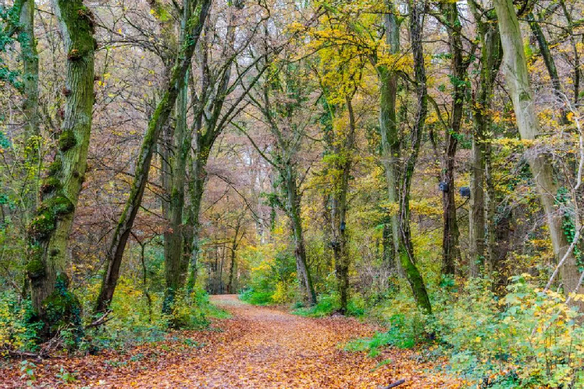 A scenic forest path during autumn with colorful leaves and lush trees.