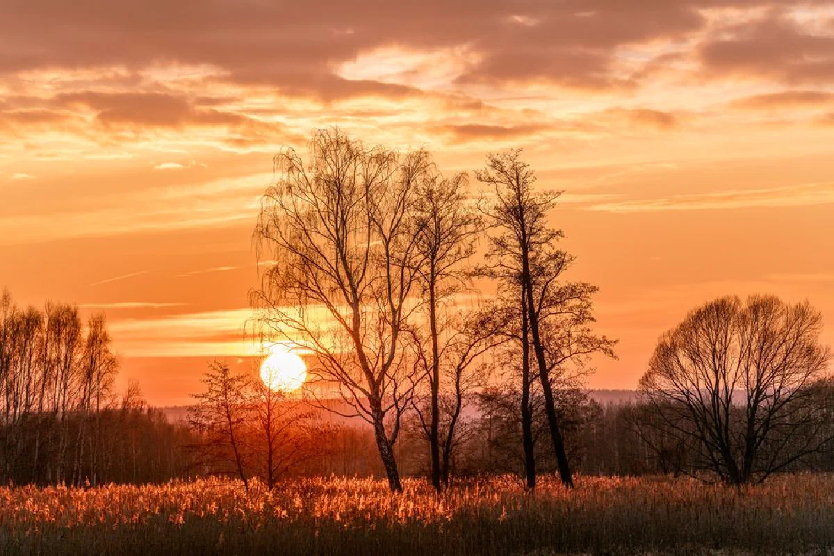 Beautiful sunset illuminating autumn trees and grass in a serene landscape, creating a warm glow.