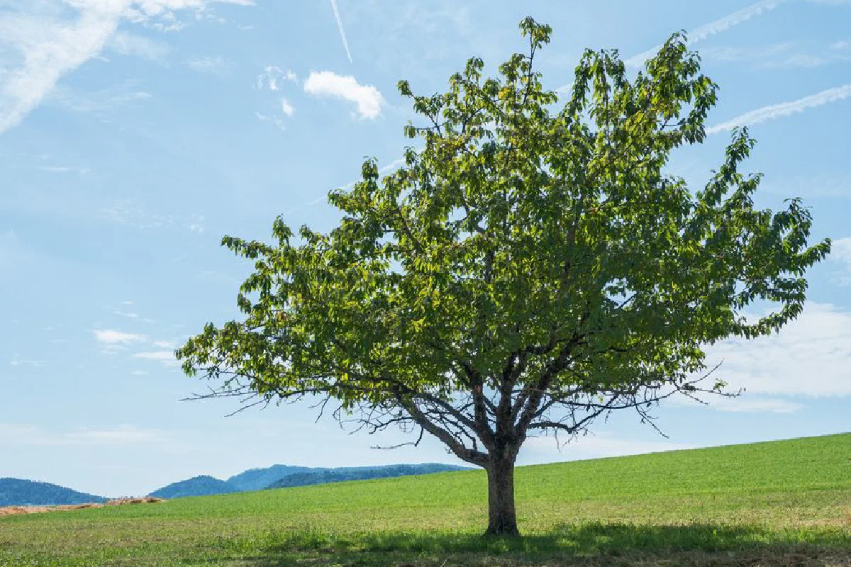 A lone tree stands in a verdant field under a bright summer sky, epitomizing tranquility.