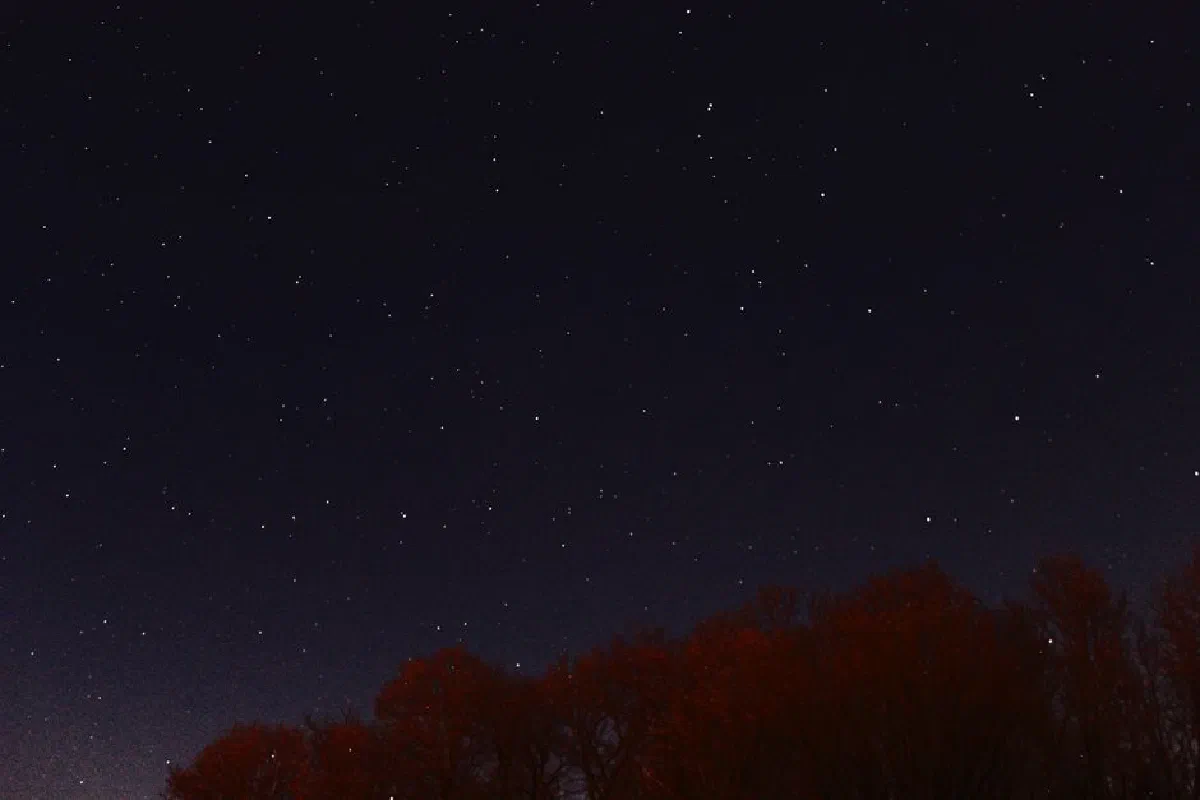 A clear night sky filled with stars above silhouetted trees, creating a serene and celestial scene.