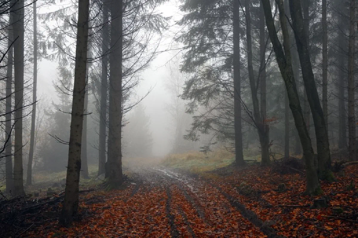 Explore a serene autumn forest blanketed in fog, creating a mysterious and tranquil atmosphere.