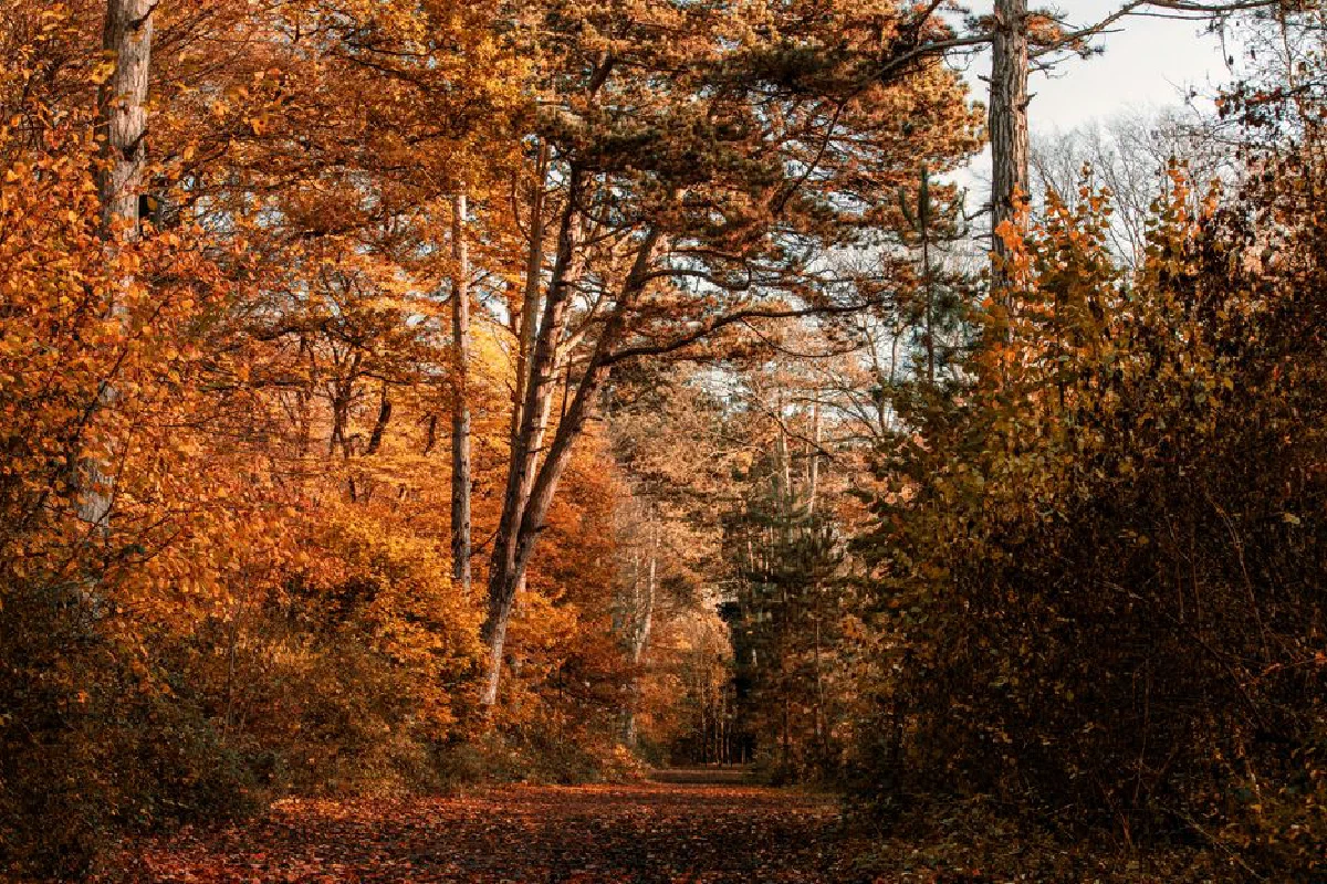 A tranquil forest path adorned with vibrant autumn foliage in England.